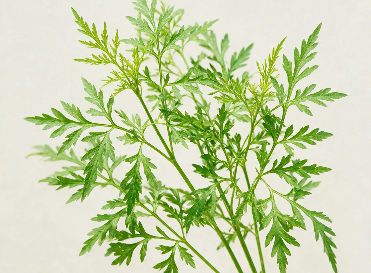 Ulam Raja, the feathery leaves of Cosmos caudatus